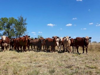 30 x Cross Bred Heifers