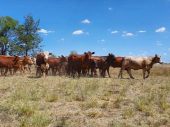 30 x Cross Bred Heifers
