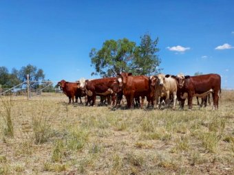 30 x Cross Bred Heifers