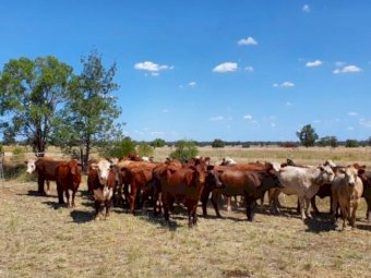 30 x Cross Bred Heifers