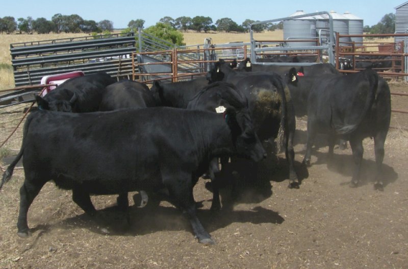 2 Angus Cows PTIC to Calve in 4-6 weeks