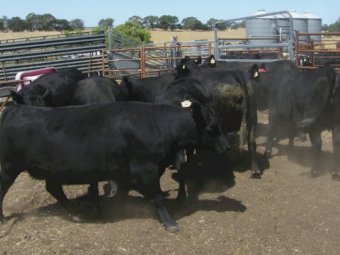 2 Angus Cows PTIC to Calve in 4-6 weeks