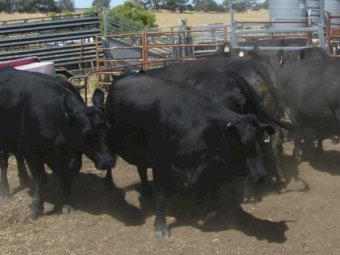 2 Angus Cows PTIC to Calve in 4-6 weeks
