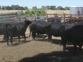 2 Angus Cows PTIC to Calve in 4-6 weeks