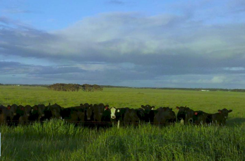 For Lease - 2400 acres of Cropping and Grazing Land at Darlington, South West Victoria