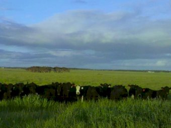 For Lease - 2400 acres of Cropping and Grazing Land at Darlington, South West Victoria