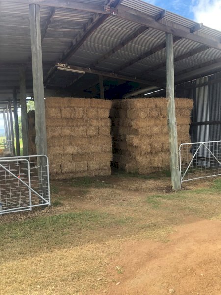 (A169) 400 x  Lucerne Hay L71 Small Square Bales
