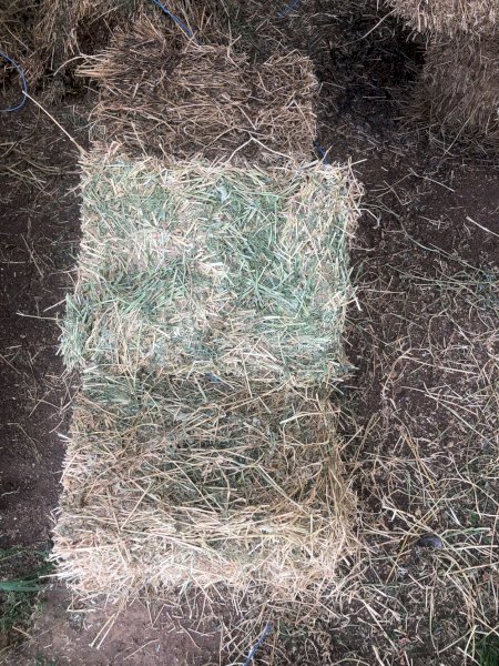 400 x  Lucerne Hay L71 Small Square Bales