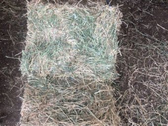 400 x  Lucerne Hay L71 Small Square Bales