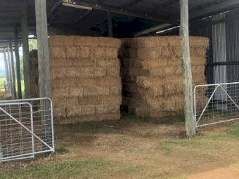 400 x  Lucerne Hay L71 Small Square Bales