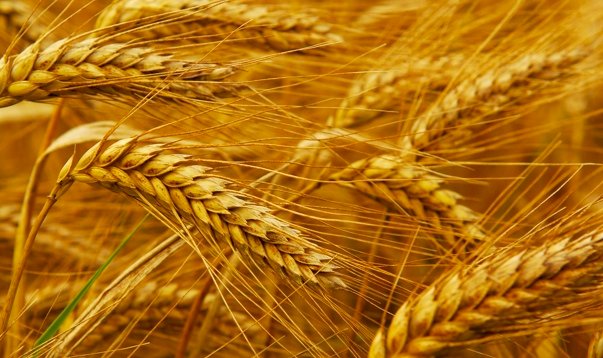 WANTED 20mt Durum Wheat