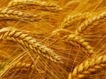 WANTED 20mt Durum Wheat