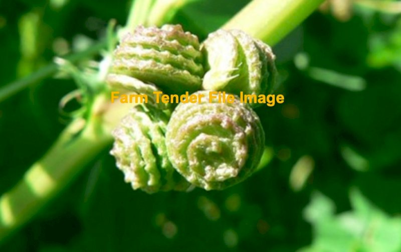 WANTED Santiago Medic