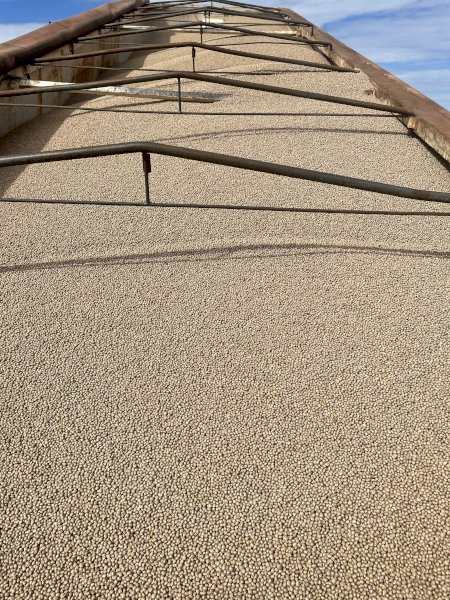 40 m/t Mandelup Lupins