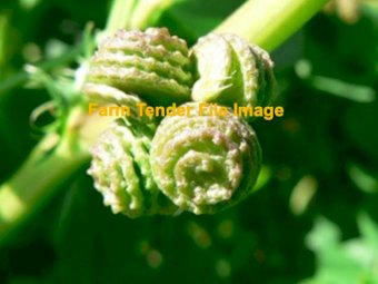 WANTED Paraggio Medic