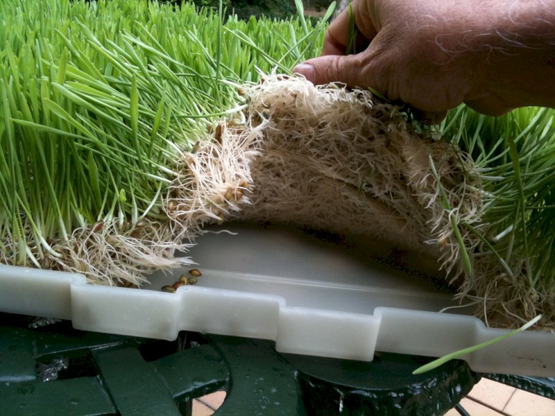 Fodder/ Seedling Factory