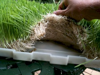 Fodder/ Seedling Factory