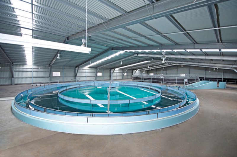 Under Auction - (A170) 6 Horse AquaCiser Water Walker with Filtration Setup 
