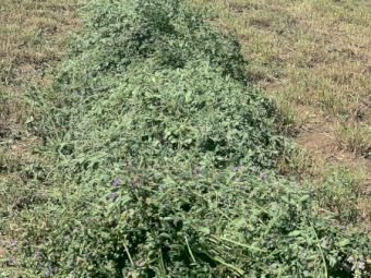 350t 8x4x3 first cut Lucerne