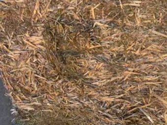 Vetch Hay 8x4x3 Bales