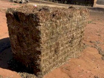 Vetch Hay 8x4x3 Bales