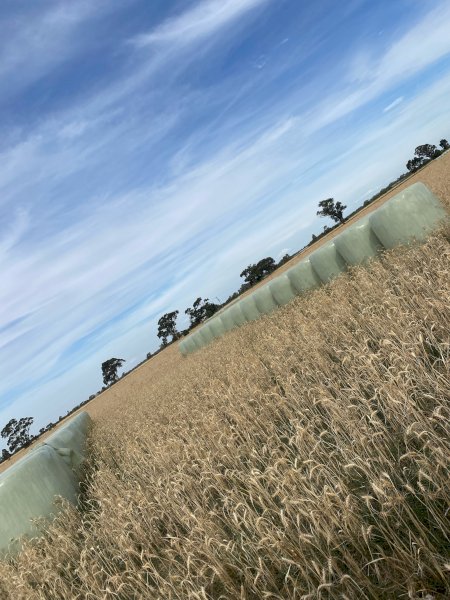 330 x Wheaten/Vetch Silage 520kg 5x4 Rolls