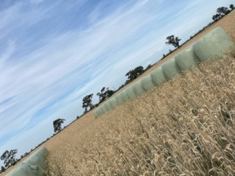 330 x Wheaten/Vetch Silage 520kg 5x4 Rolls