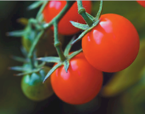 Magprill Granulanted Dolomite