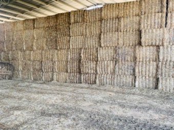 Wheat Straw Windrowed