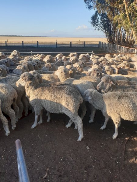160 Poll Merino Ewes