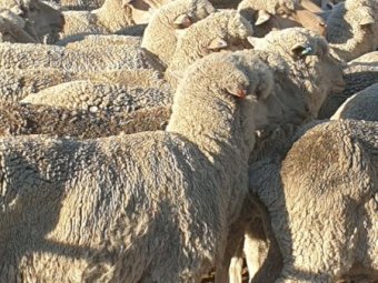 160 Poll Merino Ewes
