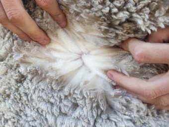 160 Poll Merino Ewes