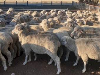 160 Poll Merino Ewes