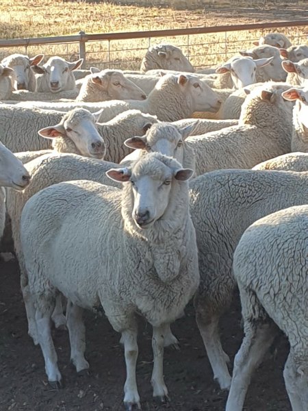 148 Xb Ewes