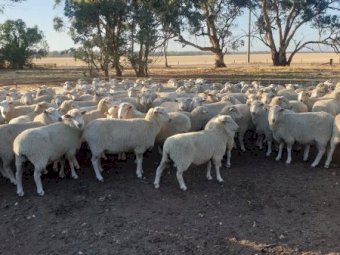 148 Xb Ewes