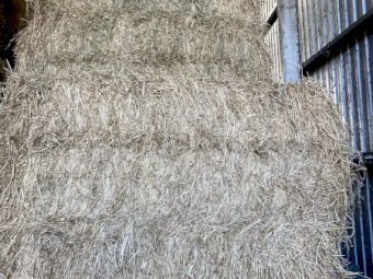 Lucerne - Rhodes Grass NASA,USDA NOP  accredited Hay