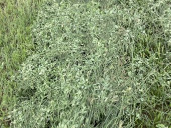 Lucerne - Rhodes Grass NASA,USDA NOP  accredited Hay