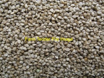 36mt Shirohie Millet