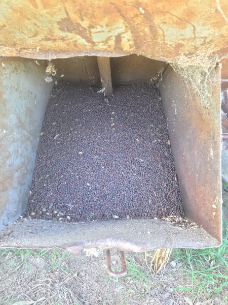 60mt Rasina Vetch Seed