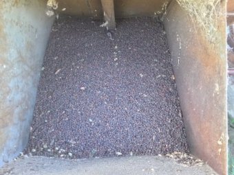 60mt Rasina Vetch Seed