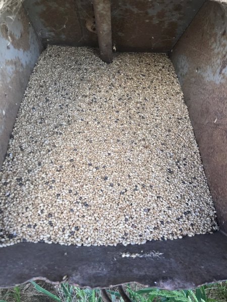 40mt Wheat & Vetch Seed Grazing Mix