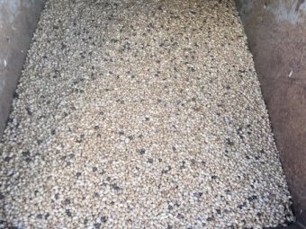 40mt Wheat & Vetch Seed Grazing Mix