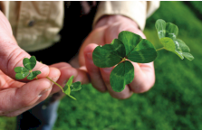 Superfos (50/50 MAP/Superfect Blend) ex Geelong