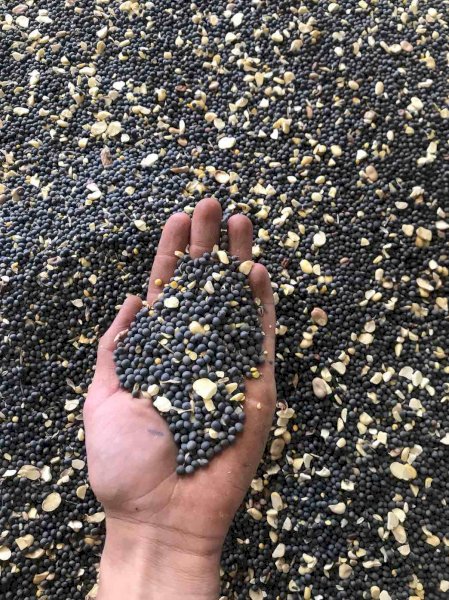 20 m/t Popany Vetch Seed