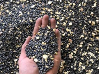 20 m/t Popany Vetch Seed