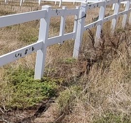 Under Auction - (A170) 240 Metres of 2 Rail Horse Fencing with Posts 