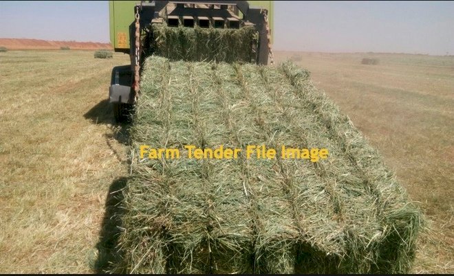 Dairy Quality Rhodes Grass 8x4x3 Hay Bales Delivered Eastern Darling Downs Qld Northern Rivers NSW