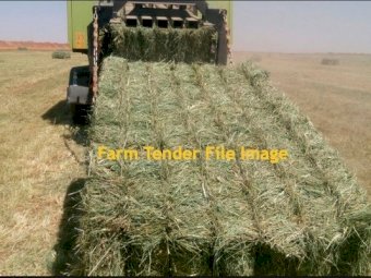 Dairy Quality Rhodes Grass 8x4x3 Hay Bales Delivered Eastern Darling Downs Qld Northern Rivers NSW