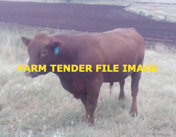 Red Angus Bull
