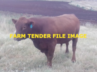 Red Angus Bull
